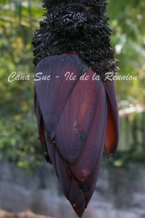 Cana Suc Sainte-Rose Buitenkant foto
